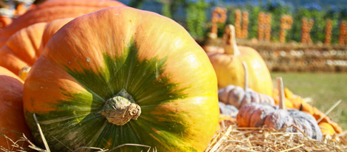 Tematica Agricoltura Eco-Compatibile Tematica Agricoltura Eco-Compatibile