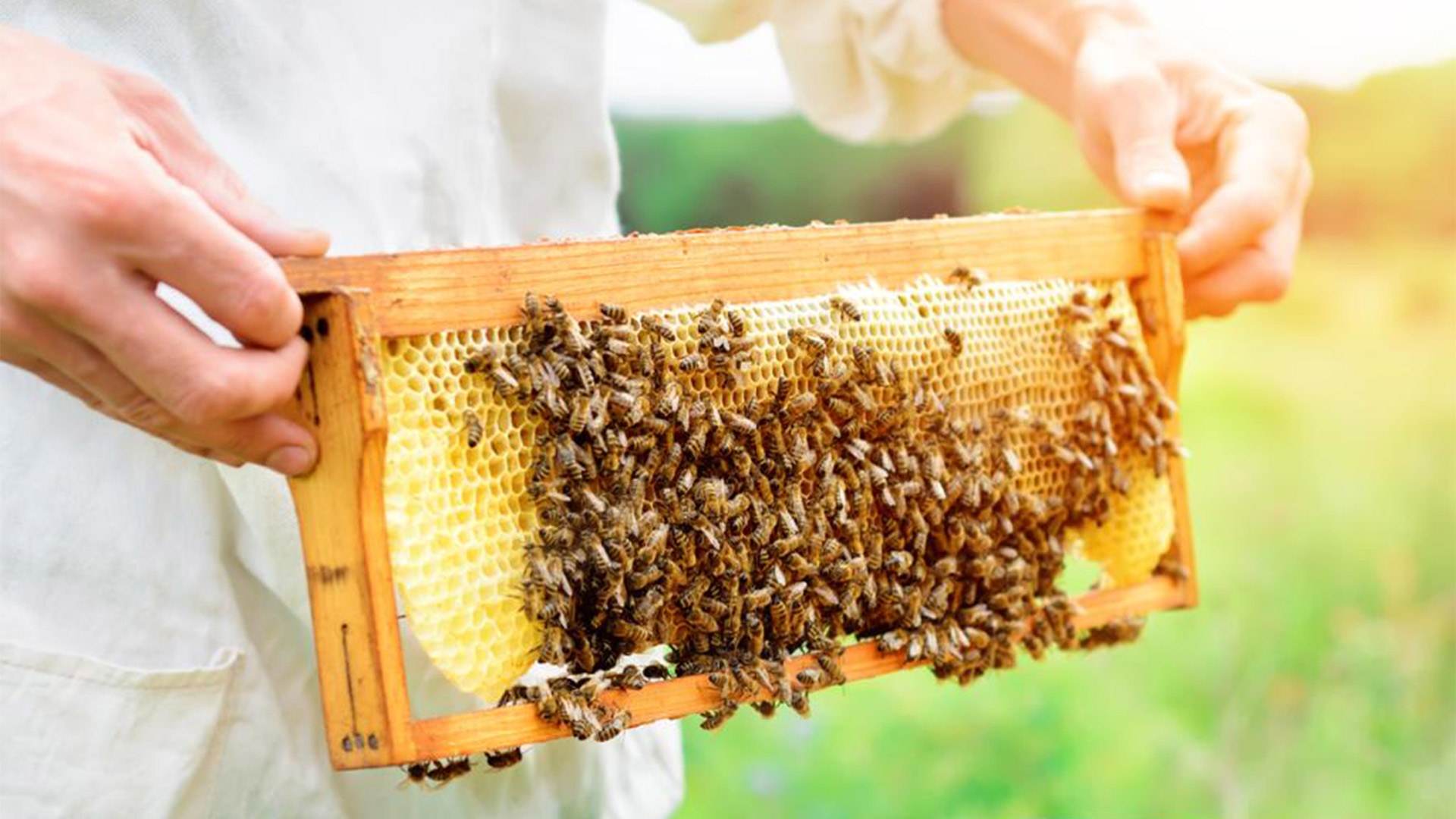 Apicoltura Apicoltura