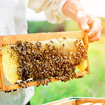 Apicoltura Apicoltura