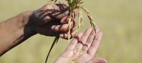agricoltura agricoltura