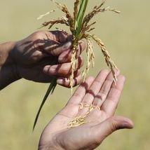 agricoltura agricoltura