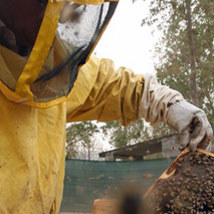 Apicoltura Apicoltura