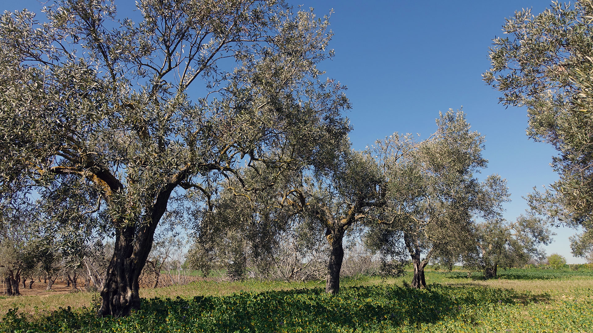 agricoltura agricoltura