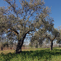 agricoltura agricoltura