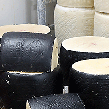 pecorino romano formaggio lavoro industria casearia caseificio latte pecorino romano formaggio lavoro industria casearia caseificio latte