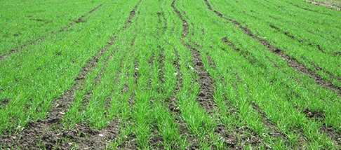 agricoltura agricoltura