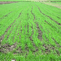 agricoltura agricoltura